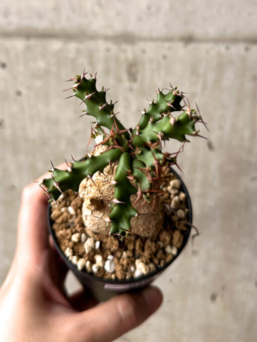 【現品限り】ユーフォルビア・スクアローサ 奇怪ヶ島【U16】 Euphorbia squarrosa【植物】塊根植物 夏型 コーデックス - 画像 (2)
