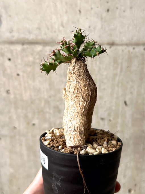 【現品限り】ユーフォルビア・スクアローサ 奇怪ヶ島【U16】 Euphorbia squarrosa【植物】塊根植物 夏型 コーデックス - 画像 (3)
