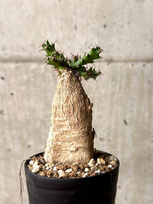 【現品限り】ユーフォルビア・スクアローサ 奇怪ヶ島【U16】 Euphorbia squarrosa【植物】塊根植物 夏型 コーデックス - 画像 (4)