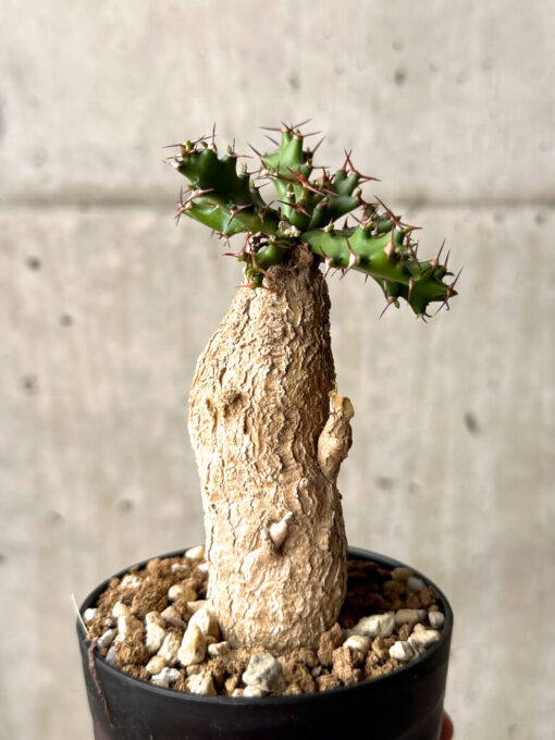 【現品限り】ユーフォルビア・スクアローサ 奇怪ヶ島【U16】 Euphorbia squarrosa【植物】塊根植物 夏型 コーデックス - 画像 (5)