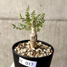 【現品限り】ボスウェリア・ネグレクタ 実生【U17】 Boswellia neglecta【植物】塊根植物 夏型 コーデックス