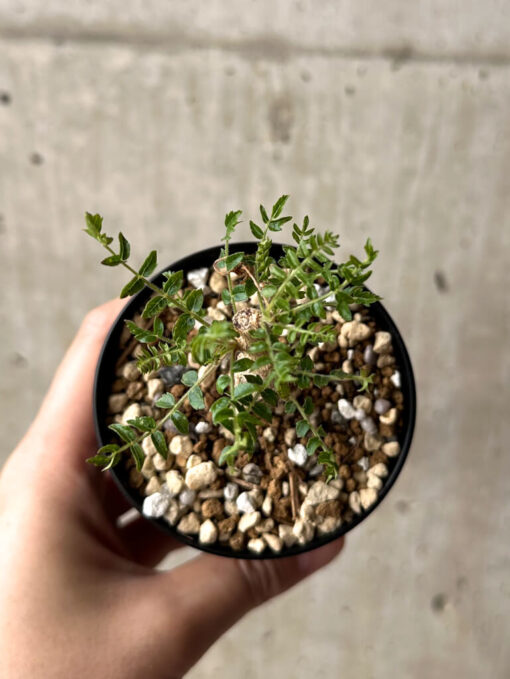 【現品限り】ボスウェリア・ネグレクタ 実生【U17】 Boswellia neglecta【植物】塊根植物 夏型 コーデックス - 画像 (2)