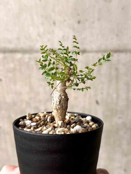 【現品限り】ボスウェリア・ネグレクタ 実生【U17】 Boswellia neglecta【植物】塊根植物 夏型 コーデックス - 画像 (4)