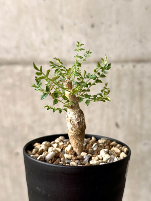 【現品限り】ボスウェリア・ネグレクタ 実生【U17】 Boswellia neglecta【植物】塊根植物 夏型 コーデックス - 画像 (5)