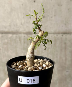 【現品限り】ボスウェリア・ネグレクタ 実生【U18】 Boswellia neglecta【植物】塊根植物 夏型 コーデックス