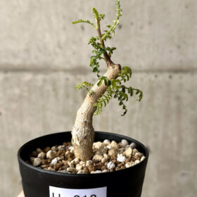 【現品限り】ボスウェリア・ネグレクタ 実生【U18】 Boswellia neglecta【植物】塊根植物 夏型 コーデックス