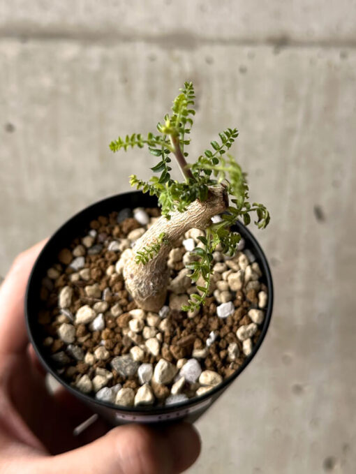 【現品限り】ボスウェリア・ネグレクタ 実生【U18】 Boswellia neglecta【植物】塊根植物 夏型 コーデックス - 画像 (2)