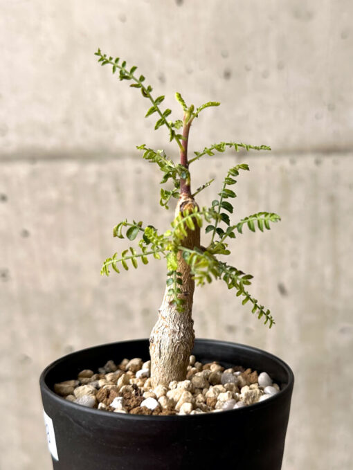 【現品限り】ボスウェリア・ネグレクタ 実生【U18】 Boswellia neglecta【植物】塊根植物 夏型 コーデックス - 画像 (3)