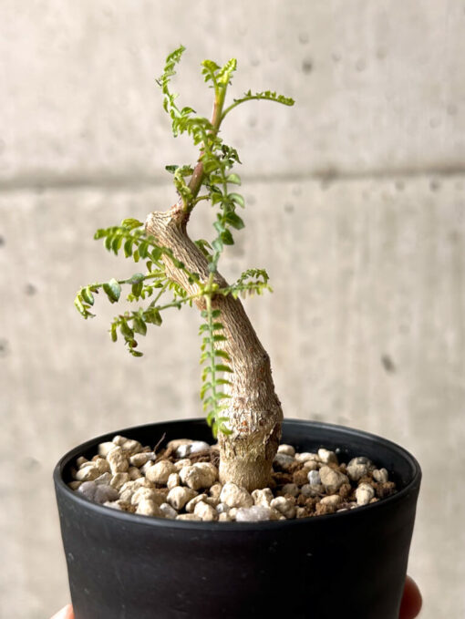 【現品限り】ボスウェリア・ネグレクタ 実生【U18】 Boswellia neglecta【植物】塊根植物 夏型 コーデックス - 画像 (4)