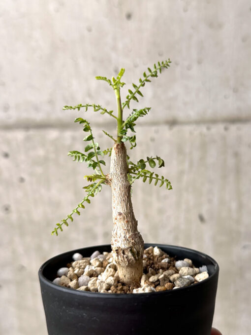 【現品限り】ボスウェリア・ネグレクタ 実生【U18】 Boswellia neglecta【植物】塊根植物 夏型 コーデックス - 画像 (5)