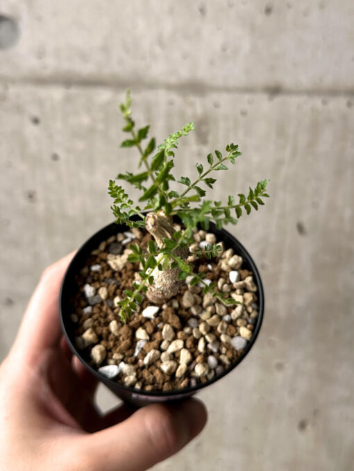 【現品限り】ボスウェリア・ネグレクタ 実生【U19】 Boswellia neglecta【植物】塊根植物 夏型 コーデックス - 画像 (2)