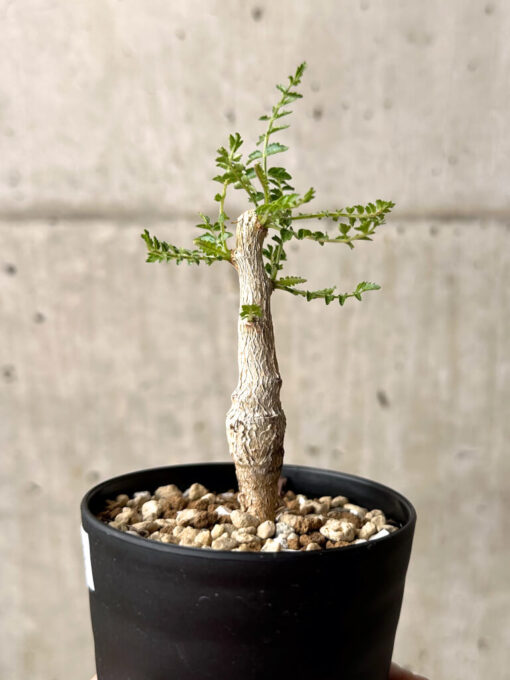 【現品限り】ボスウェリア・ネグレクタ 実生【U19】 Boswellia neglecta【植物】塊根植物 夏型 コーデックス - 画像 (3)