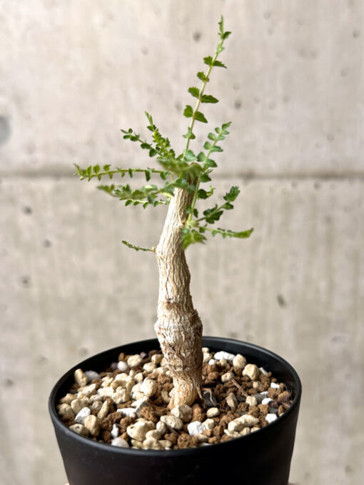 【現品限り】ボスウェリア・ネグレクタ 実生【U19】 Boswellia neglecta【植物】塊根植物 夏型 コーデックス - 画像 (4)
