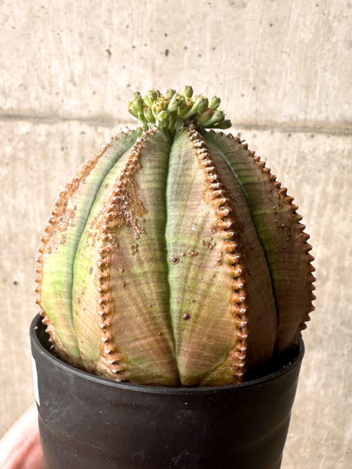 【現品限り】ユーフォルビア・オベサ【U1】 Euphorbia obesa【植物】塊根植物 夏型 コーデックス - 画像 (3)