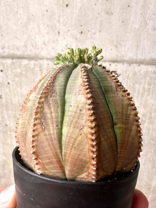 【現品限り】ユーフォルビア・オベサ【U1】 Euphorbia obesa【植物】塊根植物 夏型 コーデックス - 画像 (4)