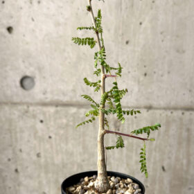 【現品限り】ボスウェリア・ネグレクタ 実生【U20】 Boswellia neglecta【植物】塊根植物 夏型 コーデックス