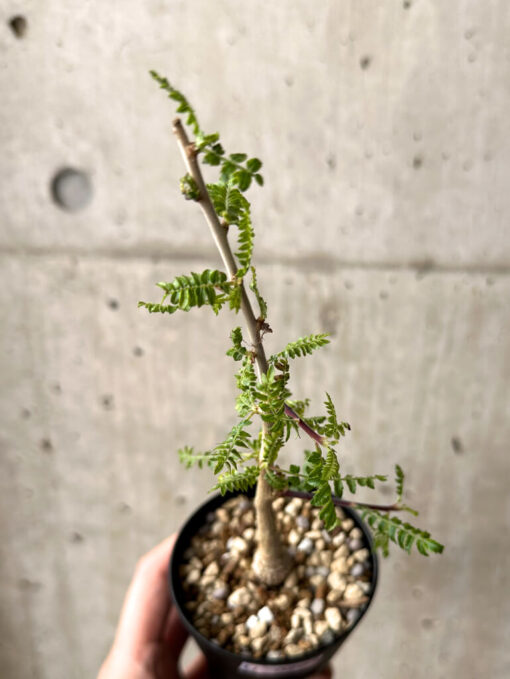 【現品限り】ボスウェリア・ネグレクタ 実生【U20】 Boswellia neglecta【植物】塊根植物 夏型 コーデックス - 画像 (2)
