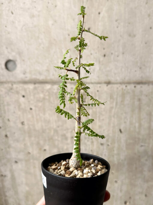 【現品限り】ボスウェリア・ネグレクタ 実生【U20】 Boswellia neglecta【植物】塊根植物 夏型 コーデックス - 画像 (3)