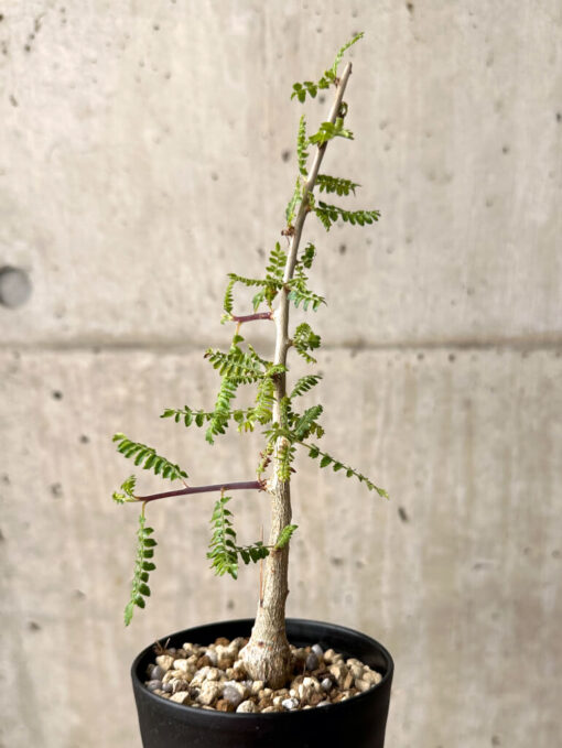【現品限り】ボスウェリア・ネグレクタ 実生【U20】 Boswellia neglecta【植物】塊根植物 夏型 コーデックス - 画像 (4)