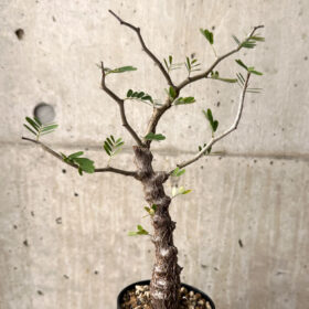 【現品限り】センナ・メリディオナリス 実生【U21】 Senna meridionalis【植物】塊根植物 夏型 コーデックス