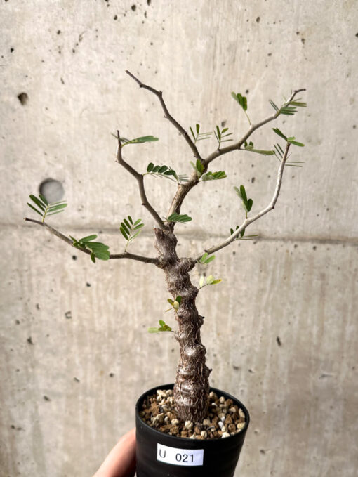【現品限り】センナ・メリディオナリス 実生【U21】 Senna meridionalis【植物】塊根植物 夏型 コーデックス