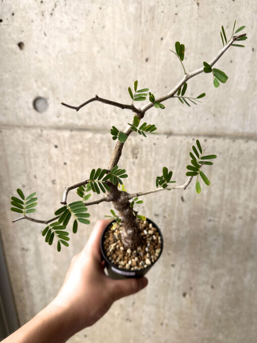 【現品限り】センナ・メリディオナリス 実生【U21】 Senna meridionalis【植物】塊根植物 夏型 コーデックス - 画像 (2)