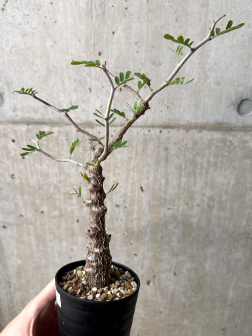 【現品限り】センナ・メリディオナリス 実生【U21】 Senna meridionalis【植物】塊根植物 夏型 コーデックス - 画像 (3)