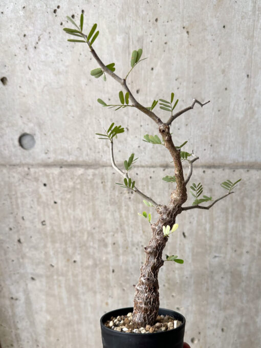 【現品限り】センナ・メリディオナリス 実生【U21】 Senna meridionalis【植物】塊根植物 夏型 コーデックス - 画像 (4)