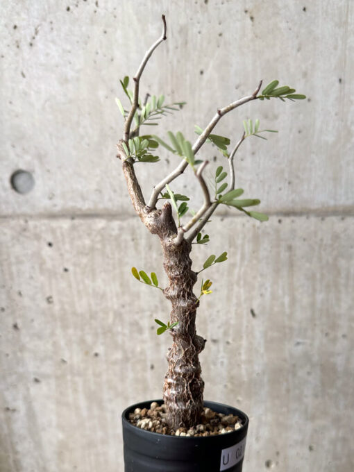 【現品限り】センナ・メリディオナリス 実生【U21】 Senna meridionalis【植物】塊根植物 夏型 コーデックス - 画像 (5)