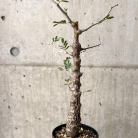 【現品限り】センナ・メリディオナリス 実生【U22】 Senna meridionalis【植物】塊根植物 夏型 コーデックス