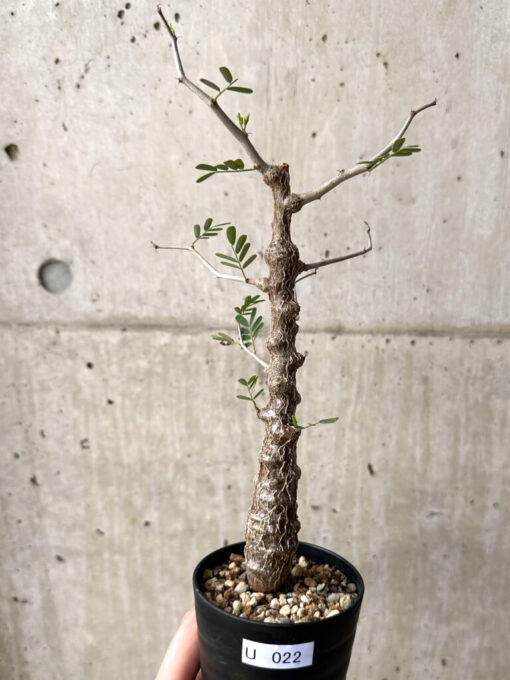 【現品限り】センナ・メリディオナリス 実生【U22】 Senna meridionalis【植物】塊根植物 夏型 コーデックス