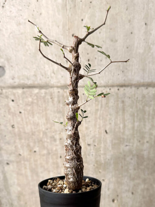 【現品限り】センナ・メリディオナリス 実生【U22】 Senna meridionalis【植物】塊根植物 夏型 コーデックス - 画像 (4)
