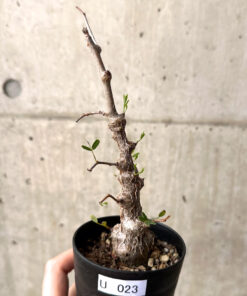 【現品限り】センナ・メリディオナリス 実生【U23】 Senna meridionalis【植物】塊根植物 夏型 コーデックス