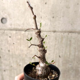 【現品限り】センナ・メリディオナリス 実生【U23】 Senna meridionalis【植物】塊根植物 夏型 コーデックス