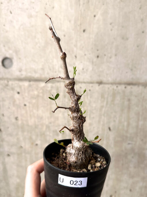 【現品限り】センナ・メリディオナリス 実生【U23】 Senna meridionalis【植物】塊根植物 夏型 コーデックス