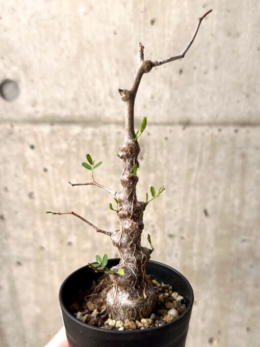 【現品限り】センナ・メリディオナリス 実生【U23】 Senna meridionalis【植物】塊根植物 夏型 コーデックス - 画像 (3)