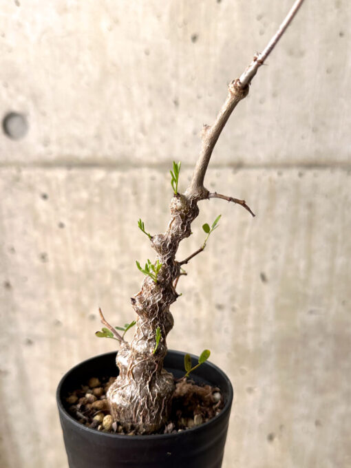 【現品限り】センナ・メリディオナリス 実生【U23】 Senna meridionalis【植物】塊根植物 夏型 コーデックス - 画像 (4)