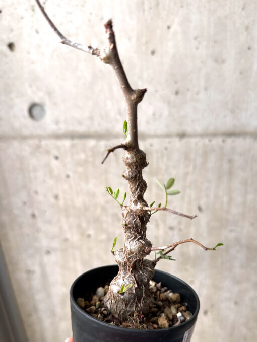 【現品限り】センナ・メリディオナリス 実生【U23】 Senna meridionalis【植物】塊根植物 夏型 コーデックス - 画像 (5)