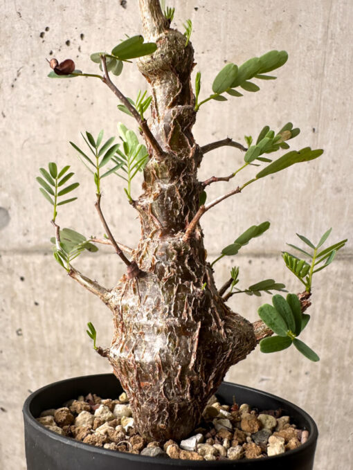 【現品限り】センナ・メリディオナリス 実生【U24】 Senna meridionalis【植物】塊根植物 夏型 コーデックス - 画像 (2)