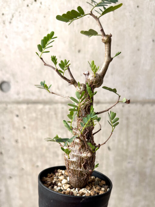 【現品限り】センナ・メリディオナリス 実生【U24】 Senna meridionalis【植物】塊根植物 夏型 コーデックス - 画像 (5)