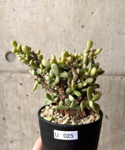 【現品限り】ケラリア・ピグマエア 現地株【U25】 Ceraria pygmaea【植物】塊根植物 夏型 コーデックス