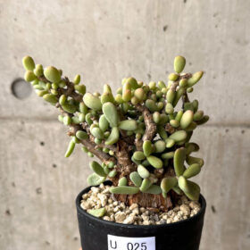 【現品限り】ケラリア・ピグマエア 現地株【U25】 Ceraria pygmaea【植物】塊根植物 夏型 コーデックス