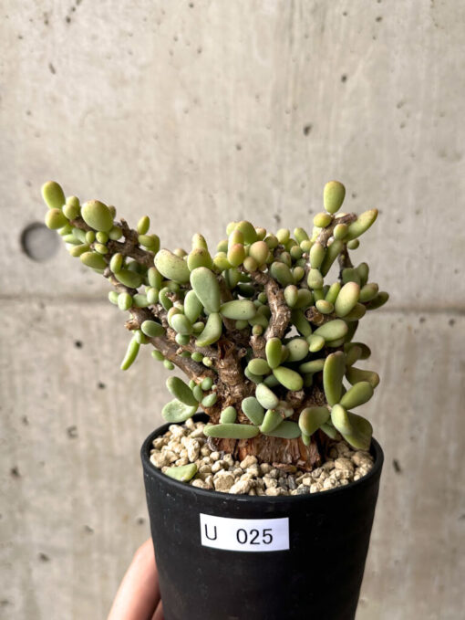 【現品限り】ケラリア・ピグマエア 現地株【U25】 Ceraria pygmaea【植物】塊根植物 夏型 コーデックス