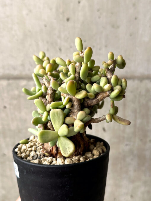 【現品限り】ケラリア・ピグマエア 現地株【U25】 Ceraria pygmaea【植物】塊根植物 夏型 コーデックス - 画像 (3)