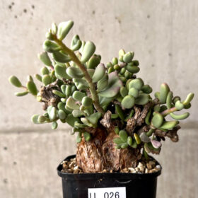 【現品限り】ケラリア・ピグマエア 現地株【U26】 Ceraria pygmaea【植物】塊根植物 夏型 コーデックス