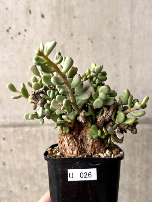【現品限り】ケラリア・ピグマエア 現地株【U26】 Ceraria pygmaea【植物】塊根植物 夏型 コーデックス