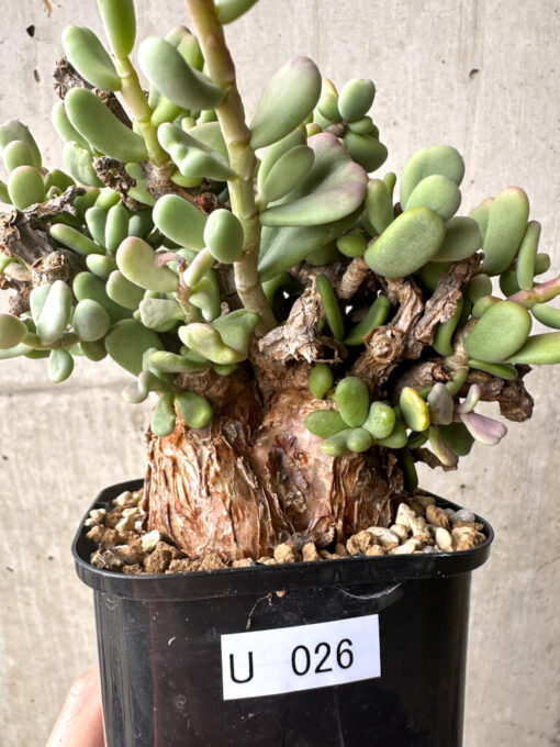 【現品限り】ケラリア・ピグマエア 現地株【U26】 Ceraria pygmaea【植物】塊根植物 夏型 コーデックス - 画像 (3)