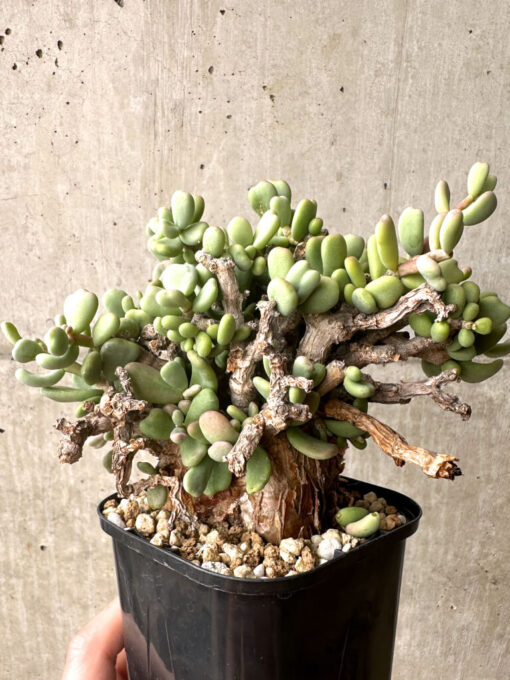 【現品限り】ケラリア・ピグマエア 現地株【U26】 Ceraria pygmaea【植物】塊根植物 夏型 コーデックス - 画像 (4)