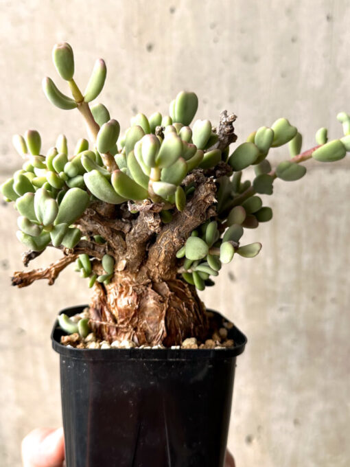 【現品限り】ケラリア・ピグマエア 現地株【U26】 Ceraria pygmaea【植物】塊根植物 夏型 コーデックス - 画像 (5)
