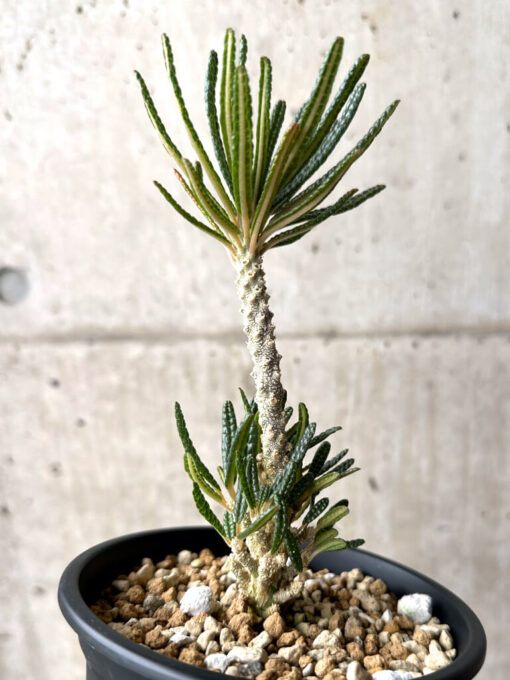 【現品限り】ドルステニア・ギガス ブラータ 挿し木 発根済み【U27】 Dorstenia gigas bullata【植物】塊根植物 夏型 コーデックス - 画像 (5)